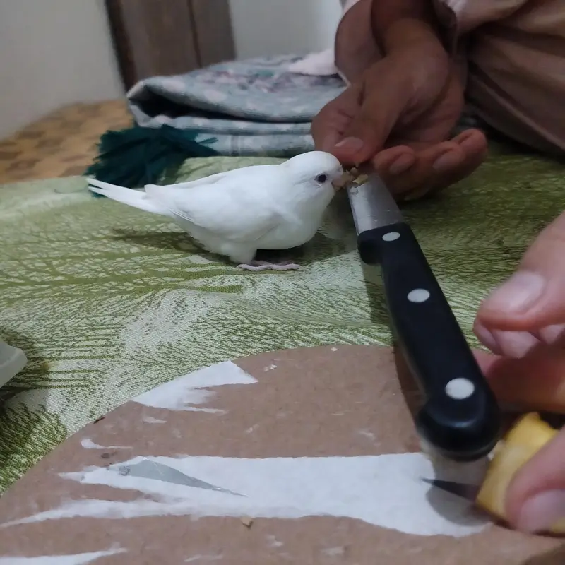 red eyes breeder pairs white parrot — photo 6