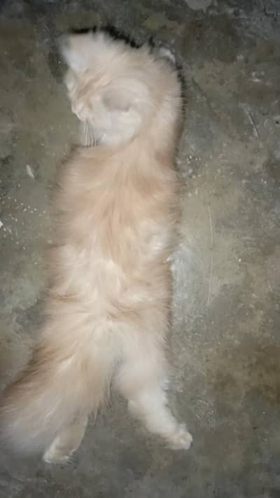 Persian kittens for sale