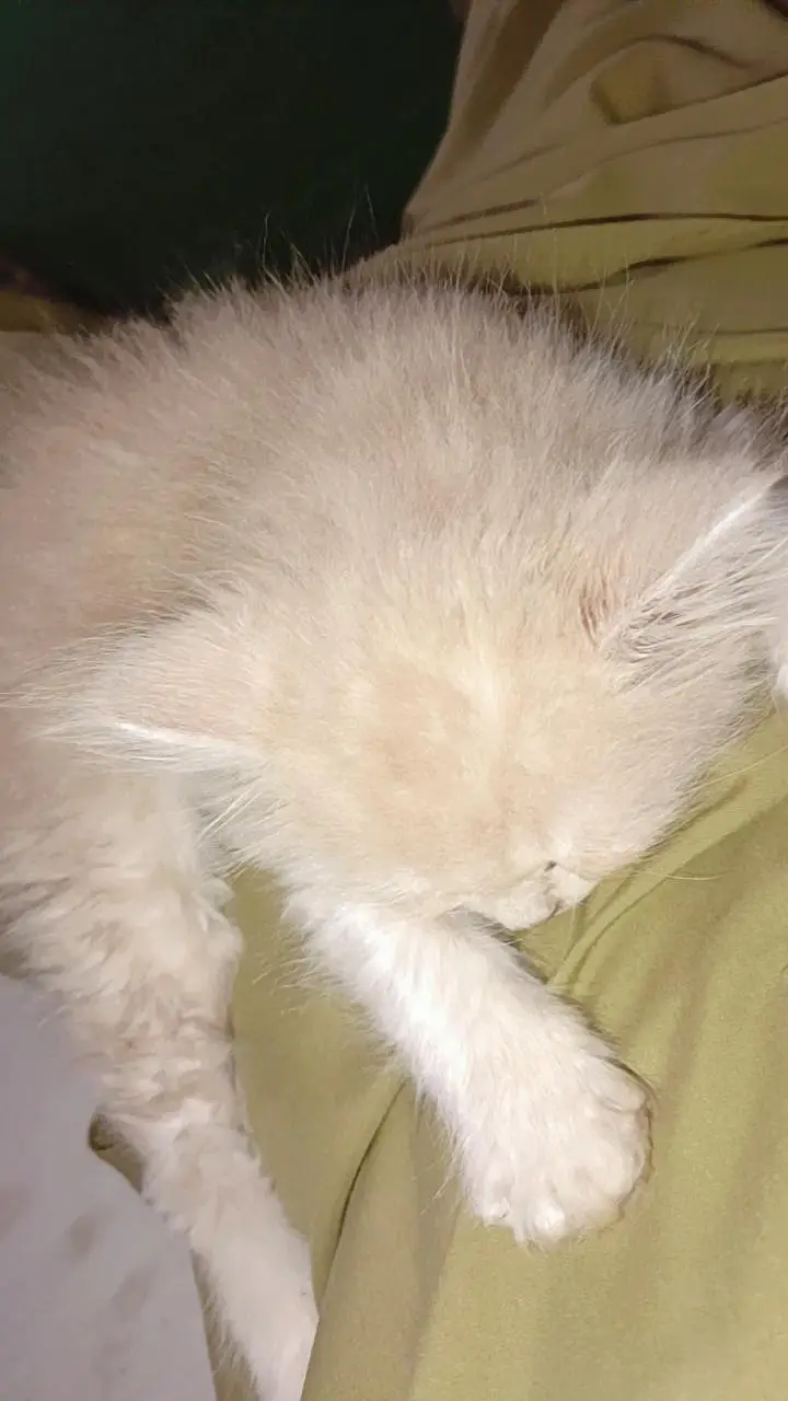Persian kittens for sale — photo 2