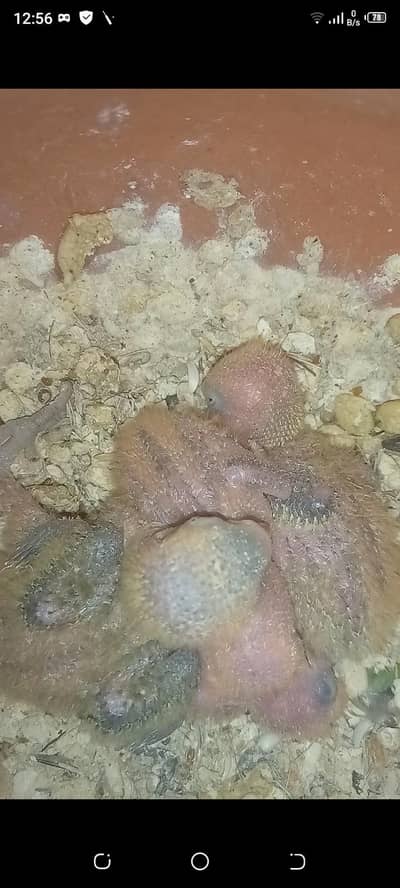 I'm selling ,lovebirds chicks  lovebirds females and hen cage