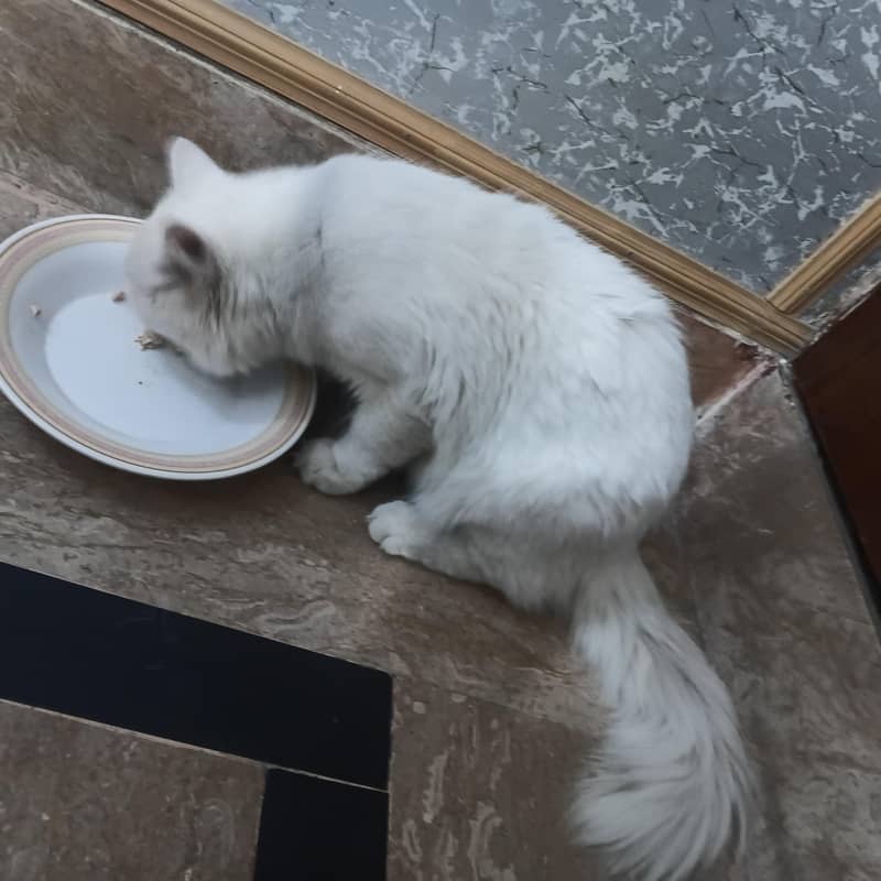 catss 0