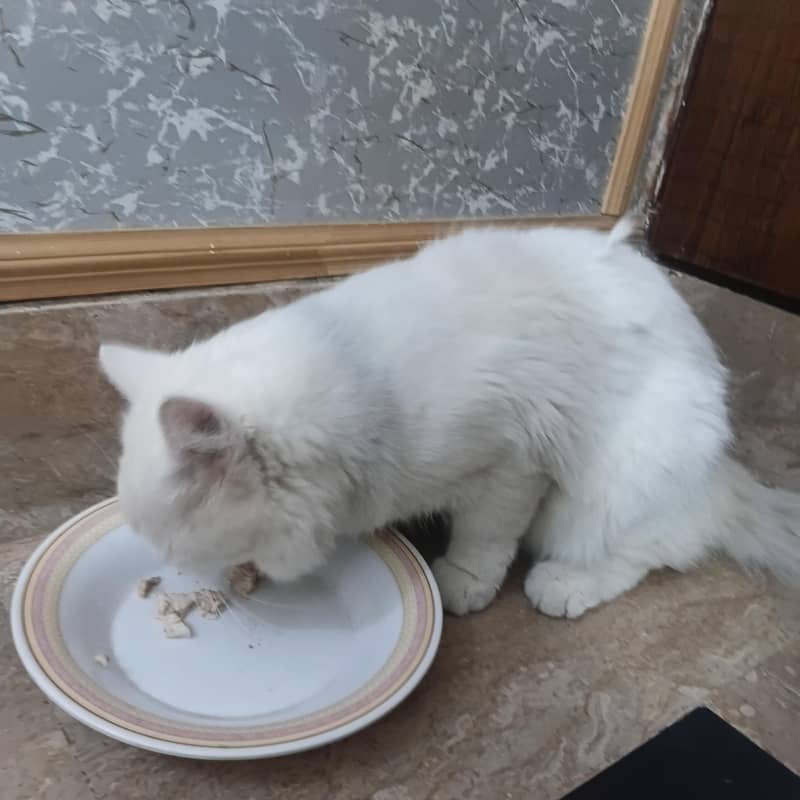catss 1