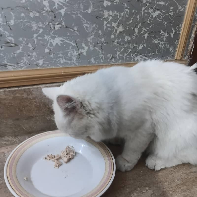 catss 2