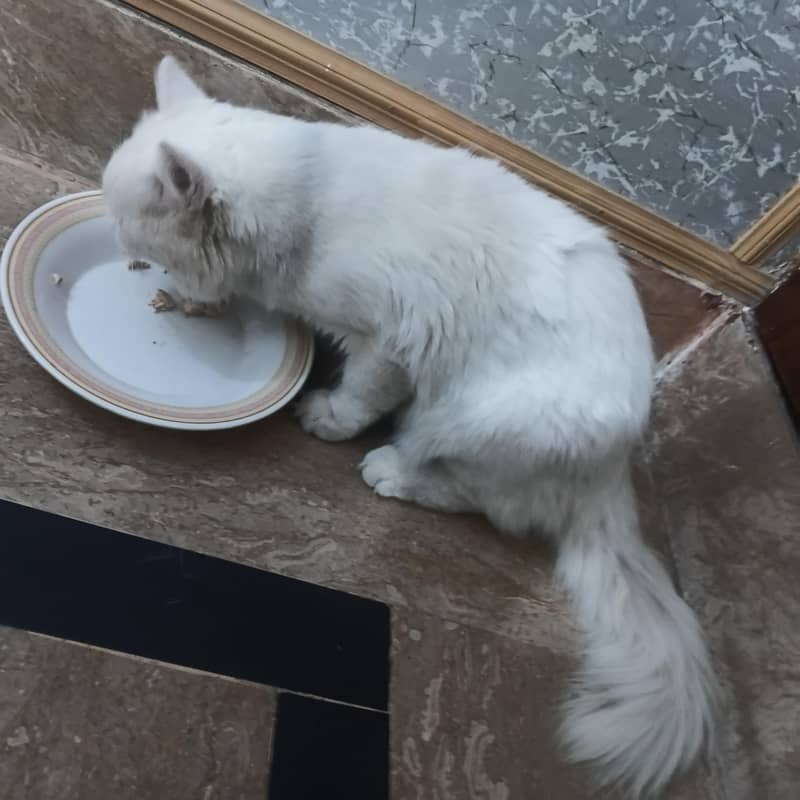 catss 3