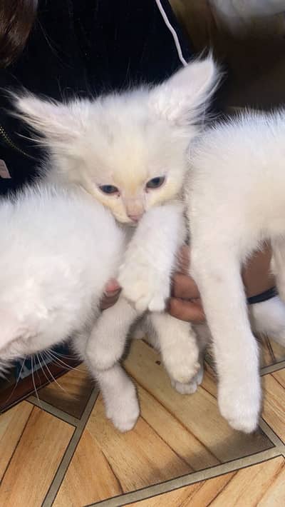 3 baby cats persian