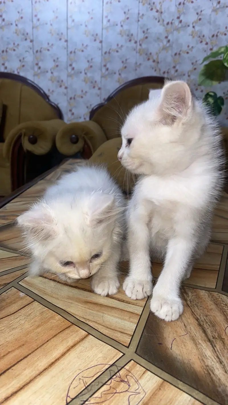 3 baby cats persian — photo 2