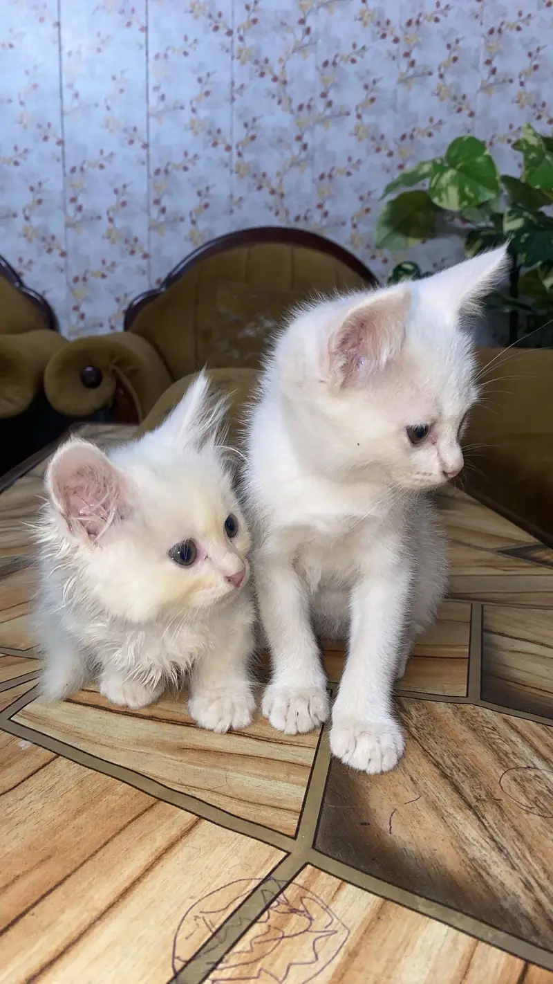 3 baby cats persian — photo 3