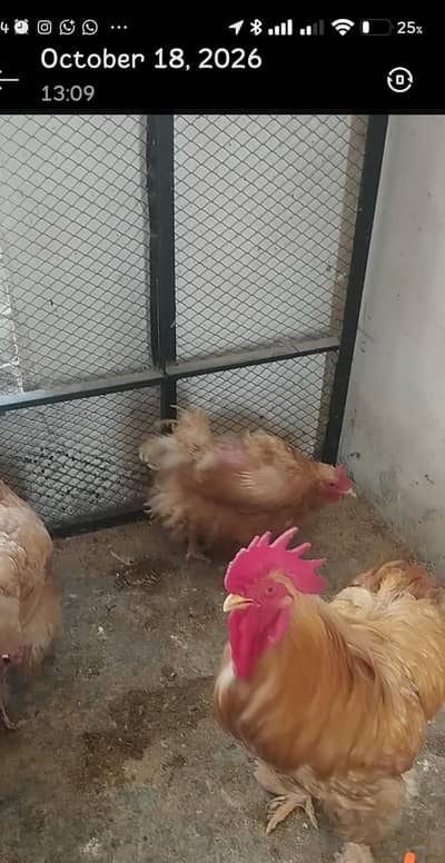 Golden buff, black buff , polish breeders available