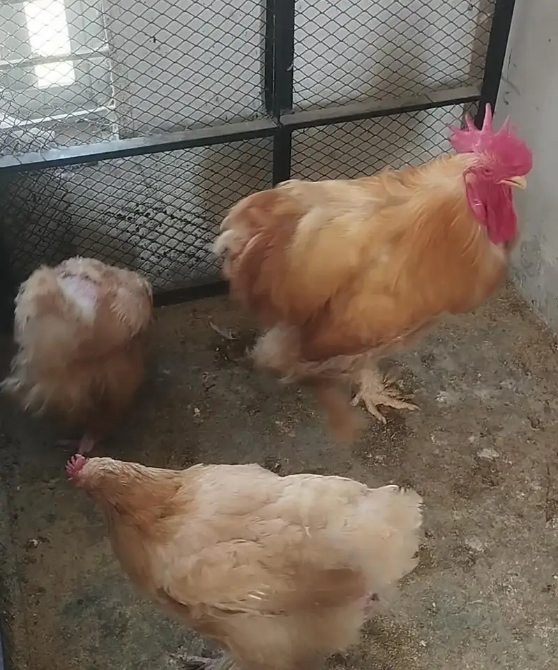 Golden buff, black buff , polish breeders available — photo 2