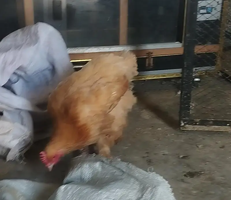 Golden buff, black buff , polish breeders available — photo 3