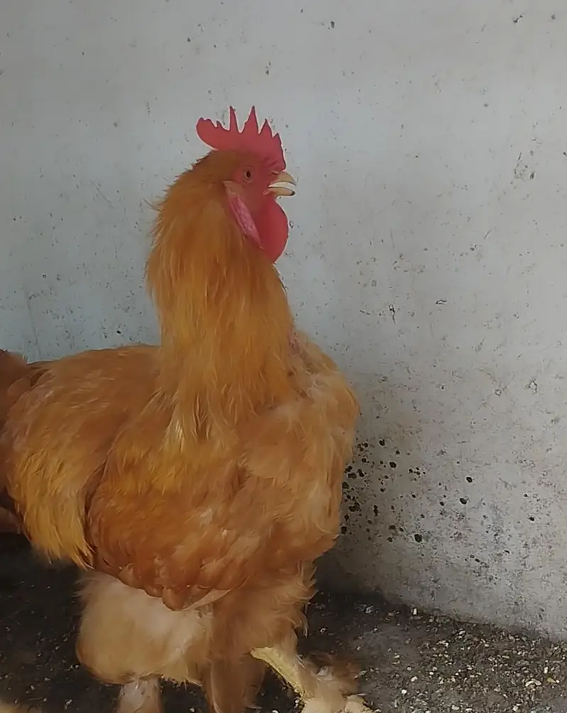 Golden buff, black buff , polish breeders available — photo 7