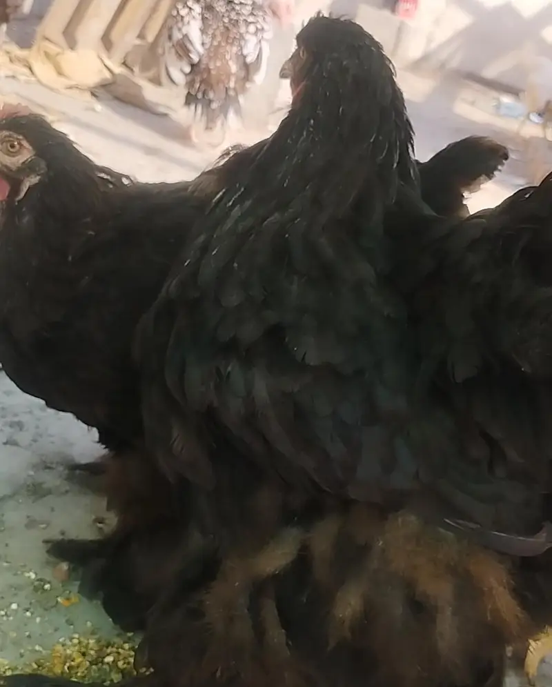 Golden buff, black buff , polish breeders available — photo 10