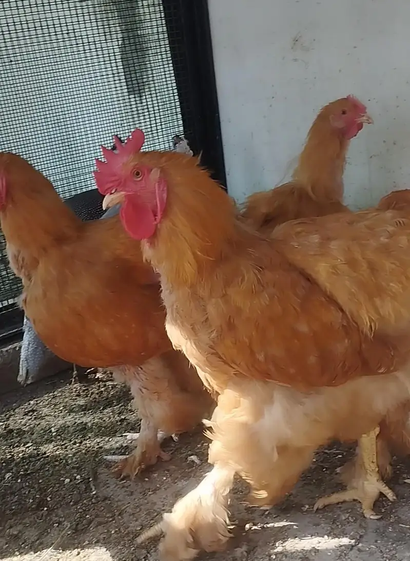 Golden buff, black buff , polish breeders available — photo 12