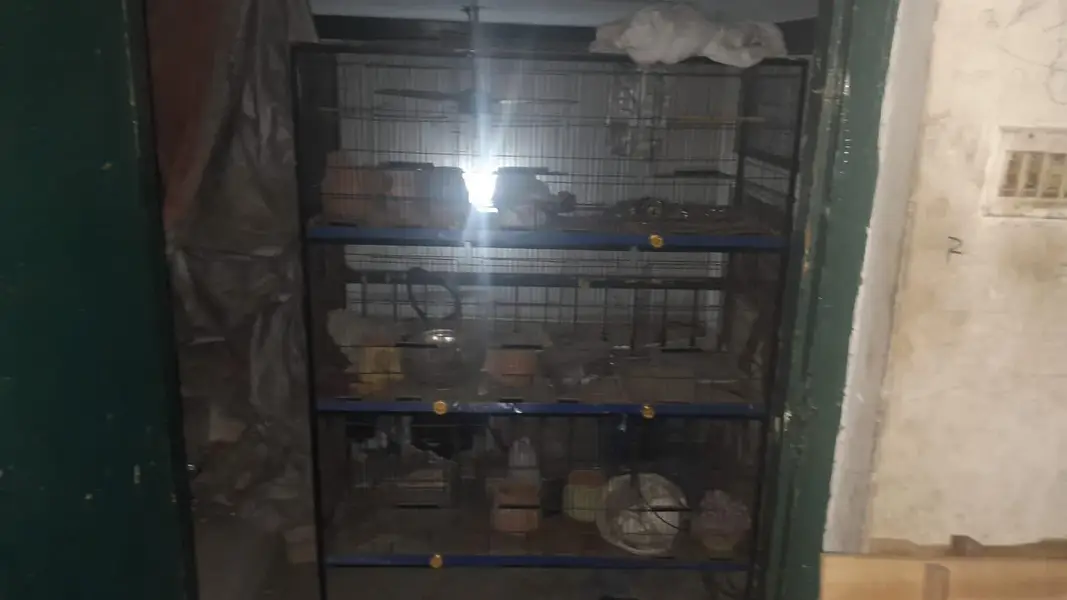 Cages for Bird — photo 2