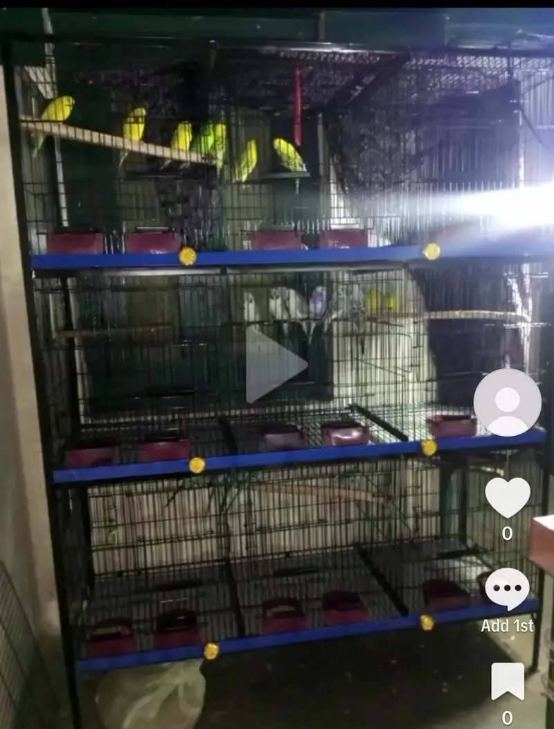 Cages for Bird — photo 3
