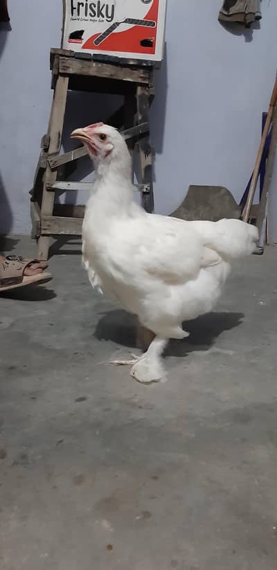 White Buff Female