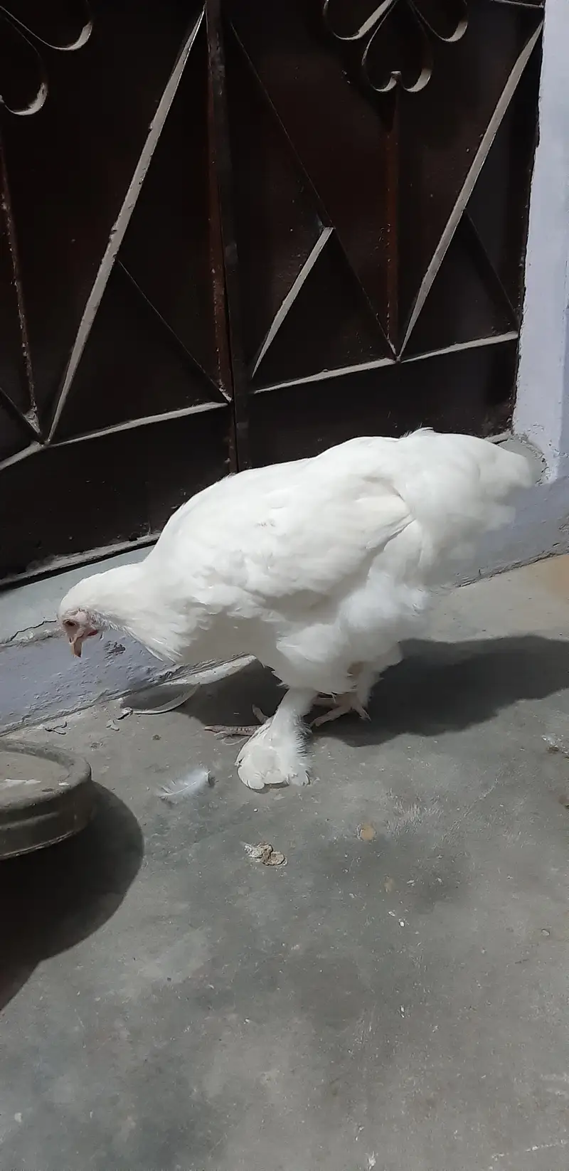 White Buff Female — photo 4