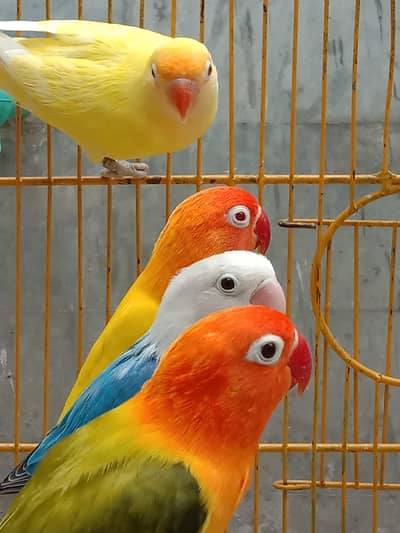 786 breeder & fertile opline ino working lovebirds. 0304/1961378.