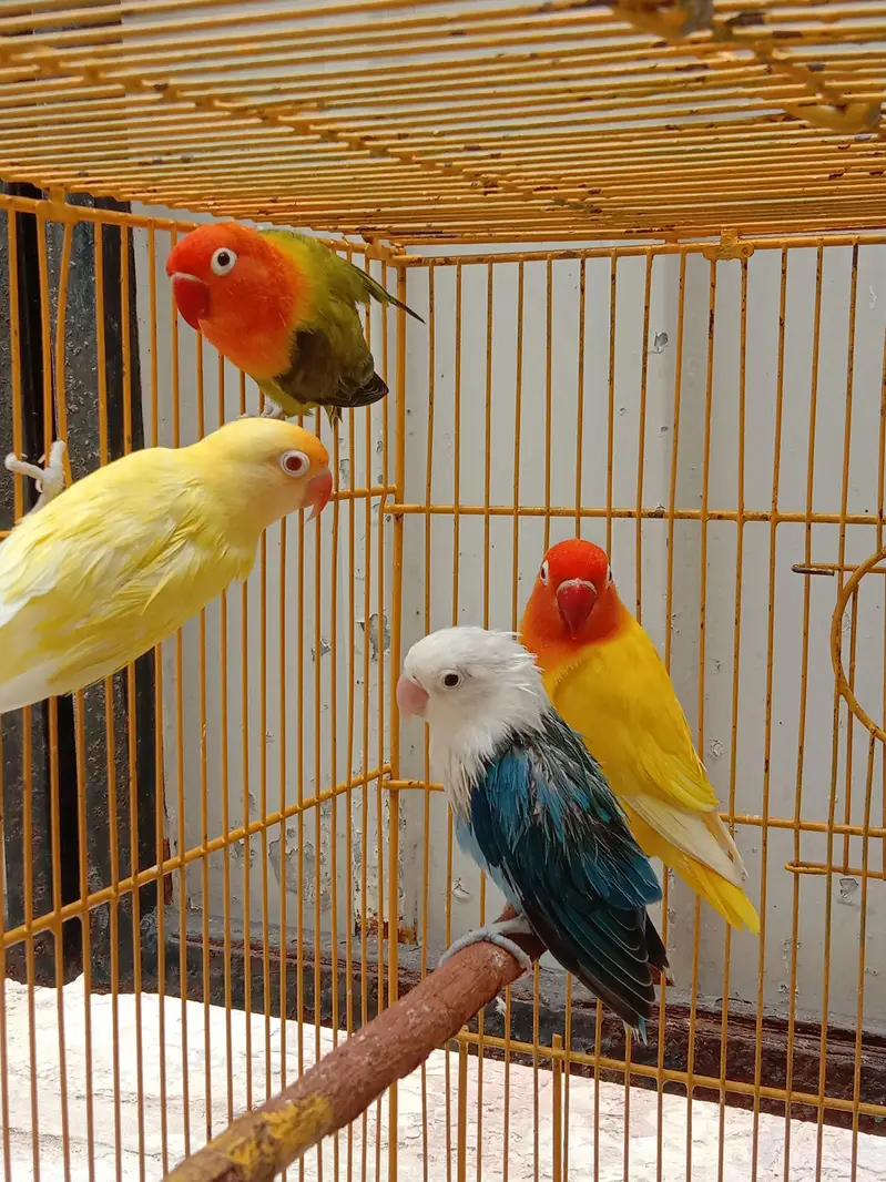 786 breeder & fertile opline ino working lovebirds. 0304/1961378. — photo 2