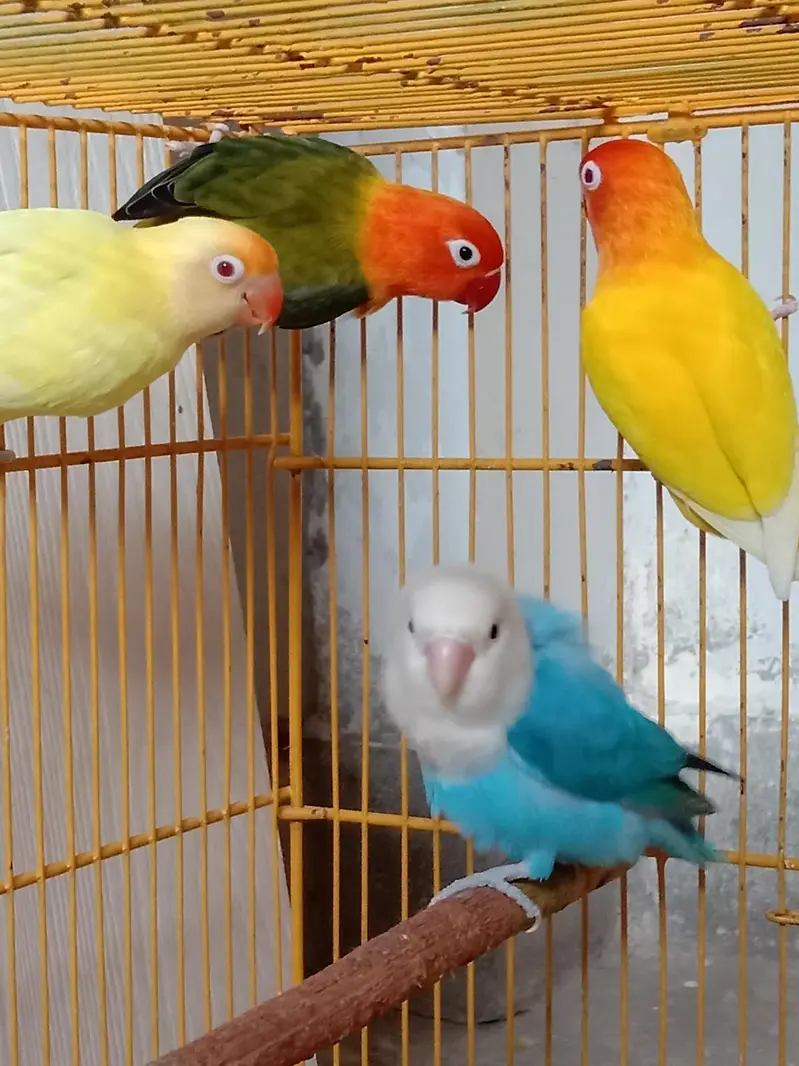 786 breeder & fertile opline ino working lovebirds. 0304/1961378. — photo 3