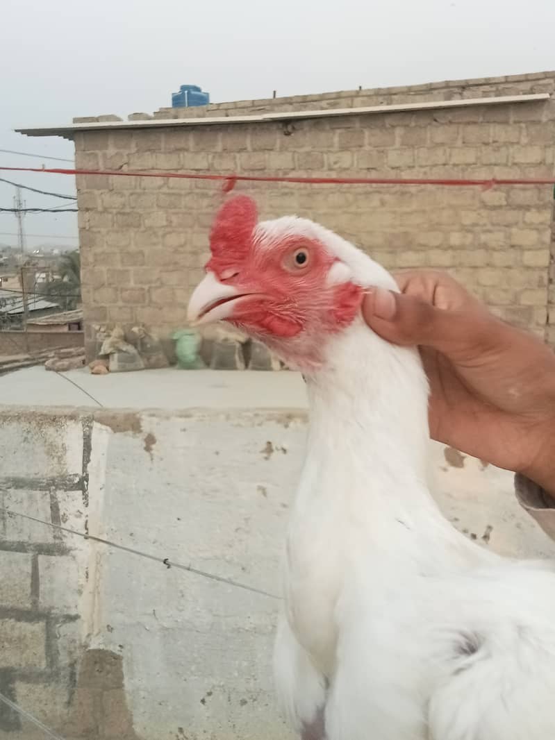 Heera Aseel 1