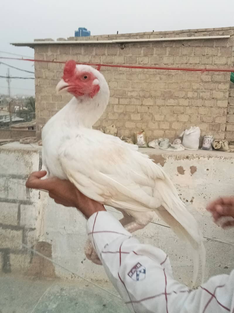 Heera Aseel 2