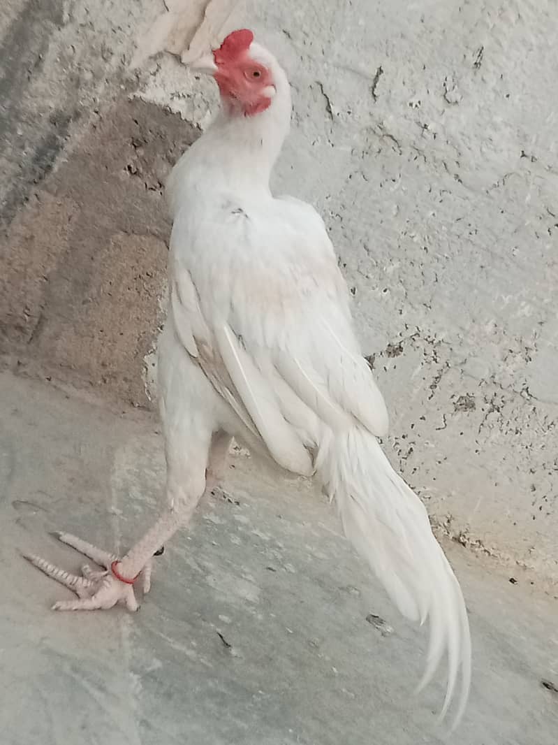 Heera Aseel 3