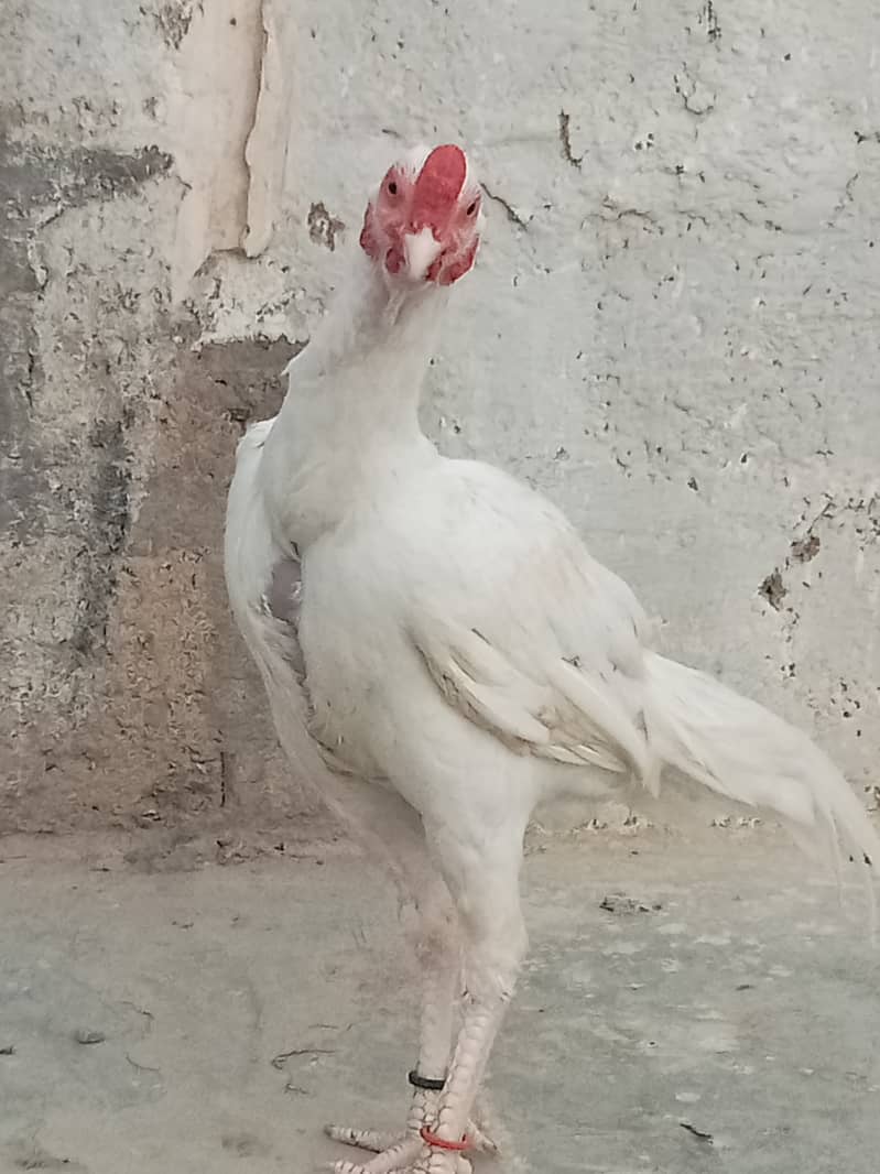 Heera Aseel 4