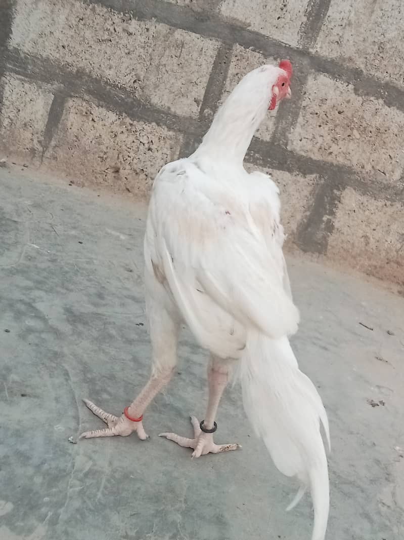 Heera Aseel 5