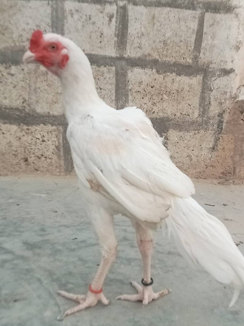 Heera Aseel 6