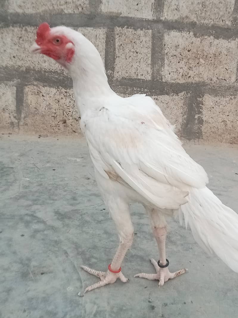 Heera Aseel 7