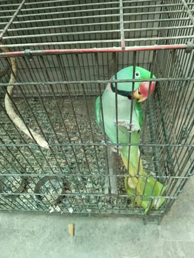Alexander Lovebirds