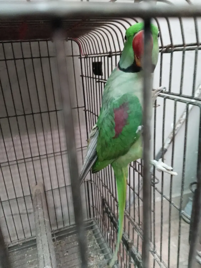 Alexander Lovebirds — photo 2