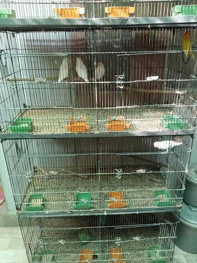 Alexander Lovebirds — photo 3
