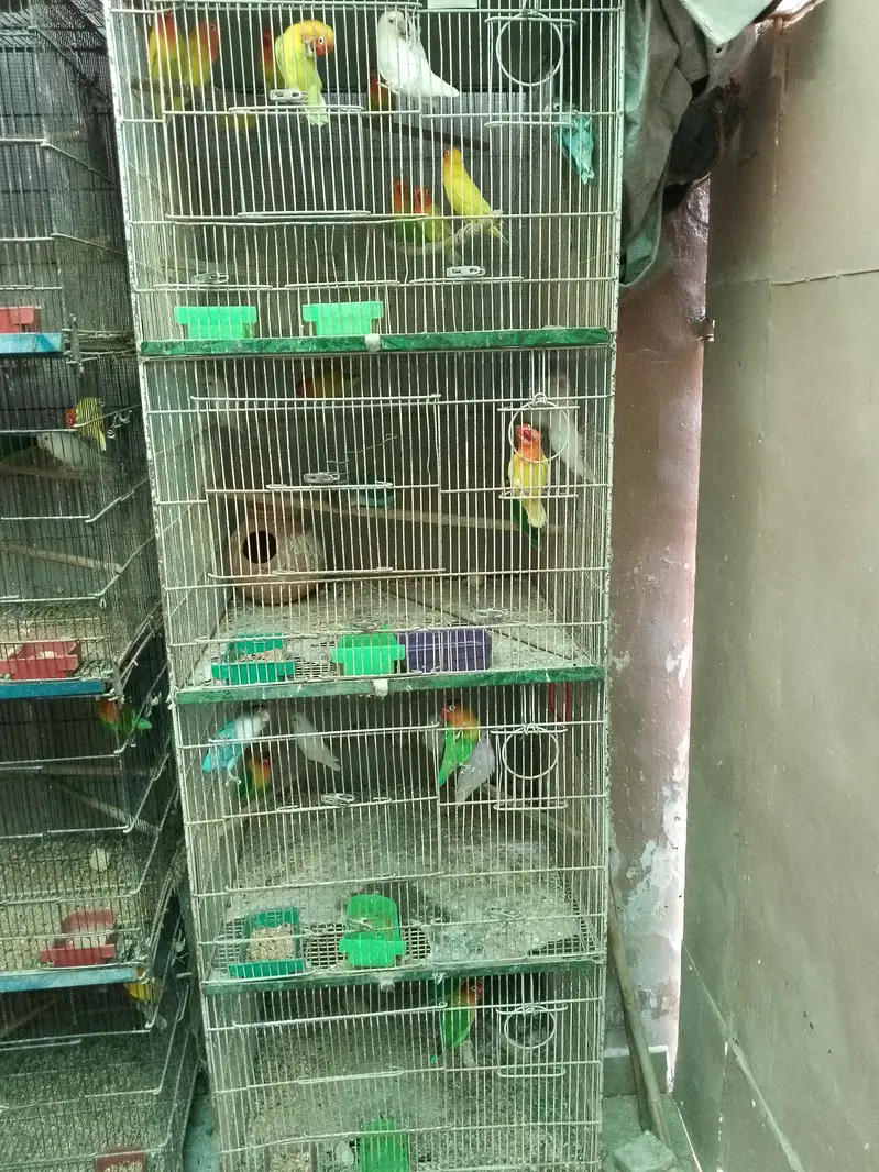 Alexander Lovebirds — photo 4