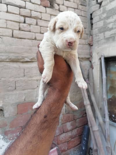 Pitbull male pup