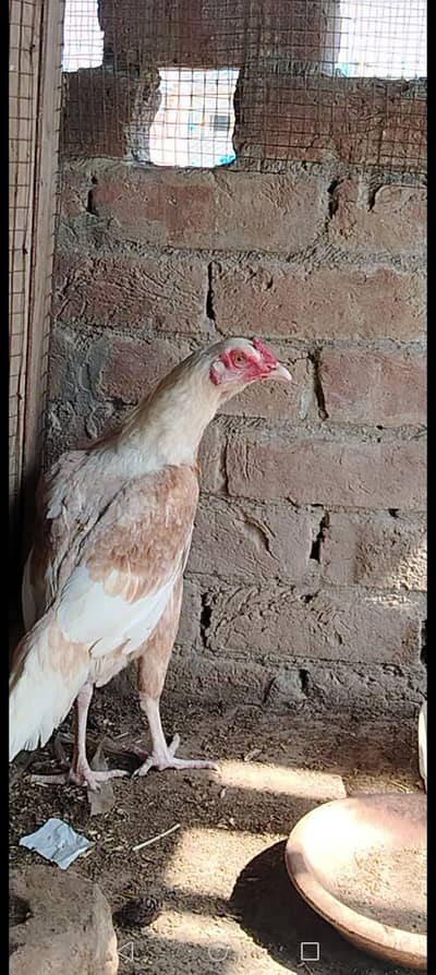 heera cross female