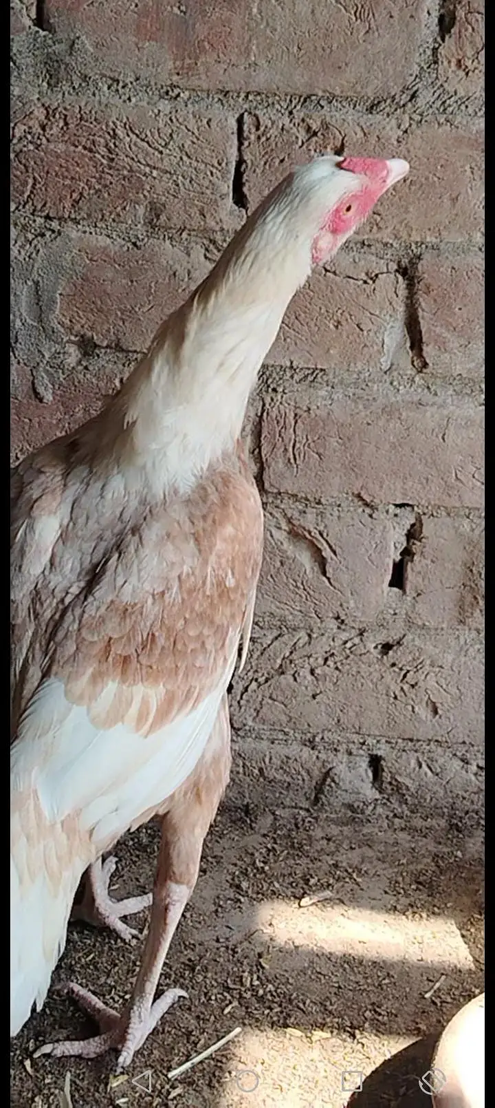 heera cross female — photo 2