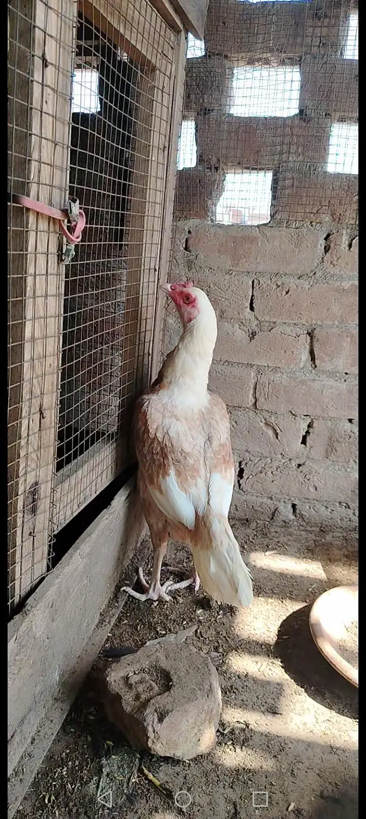 heera cross female — photo 3