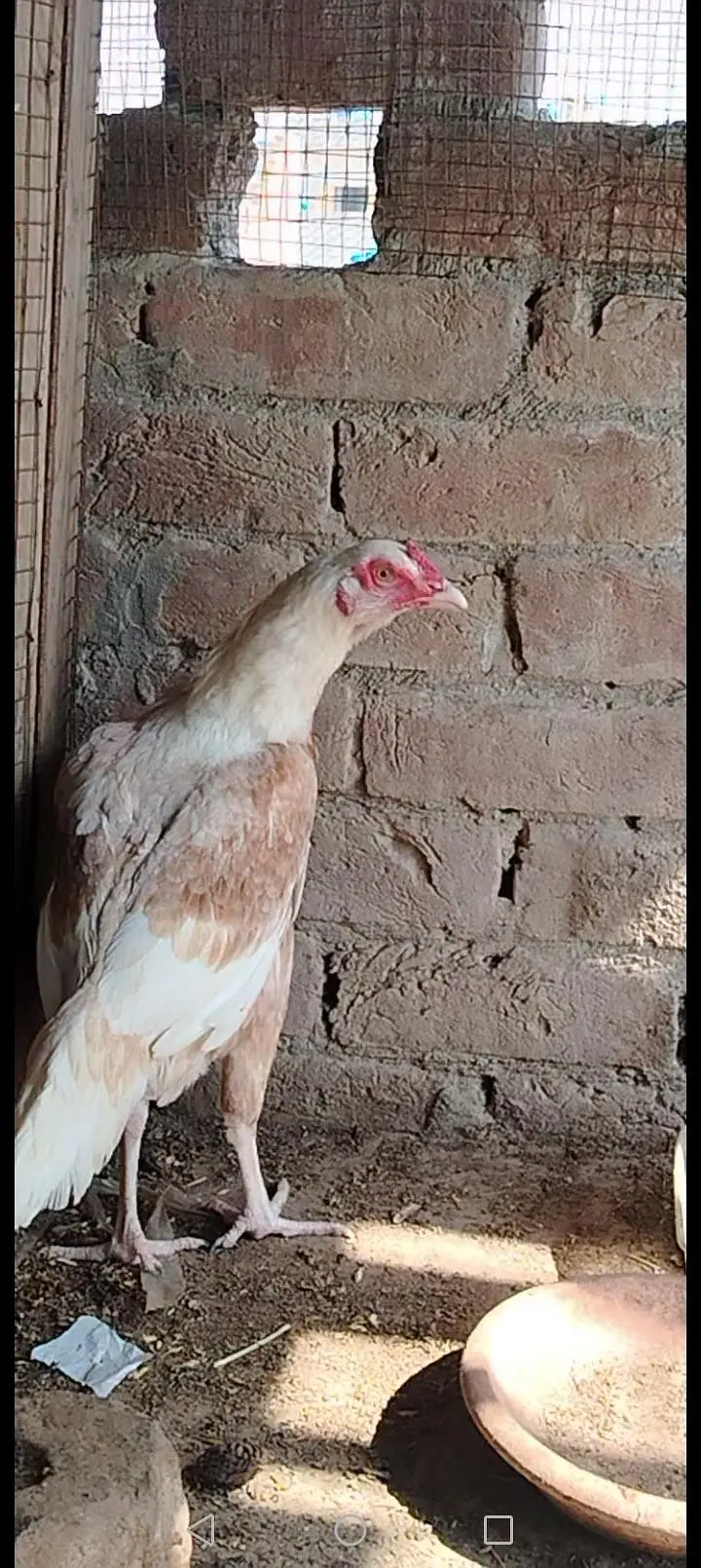 heera cross female — photo 4