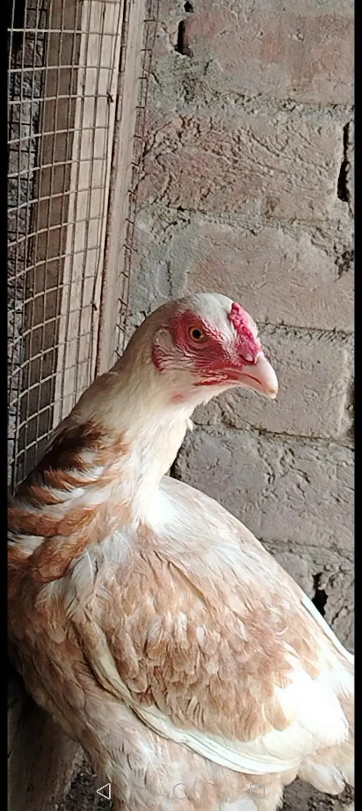 heera cross female — photo 5