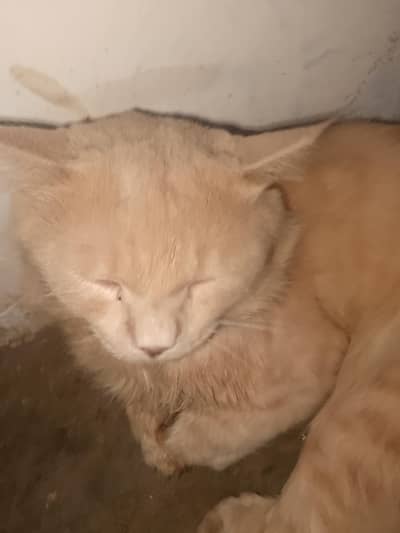 persion male cat