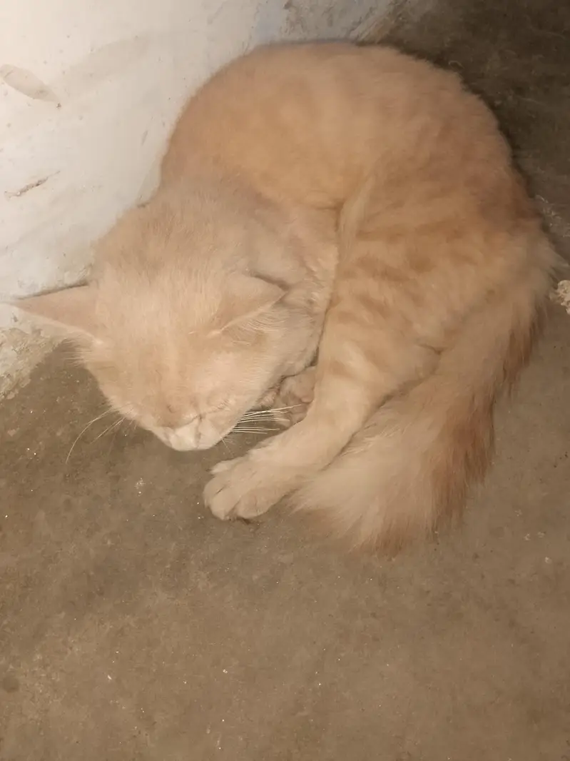 pure persion male cat — photo 2