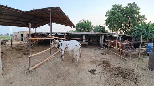 Bachry or bachri for sale