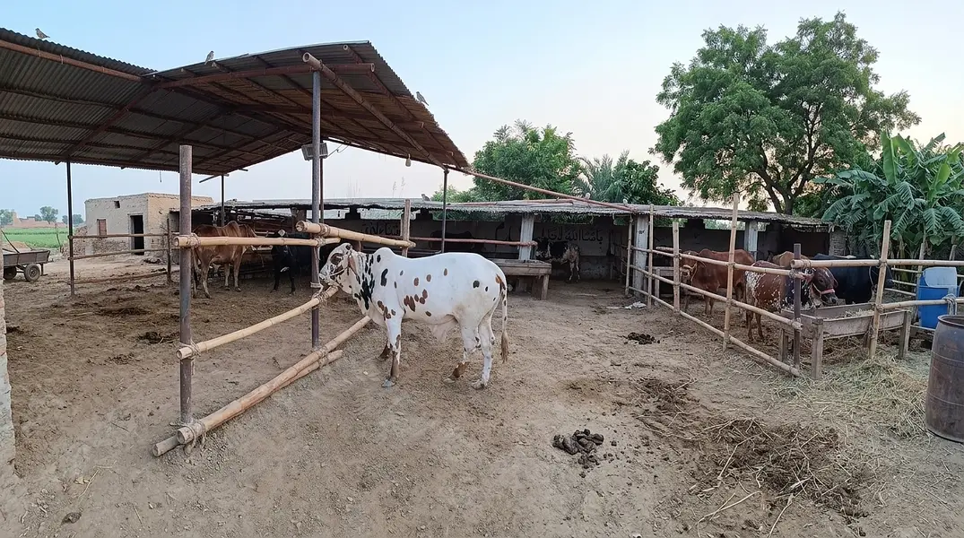 Bachry or bachri for sale