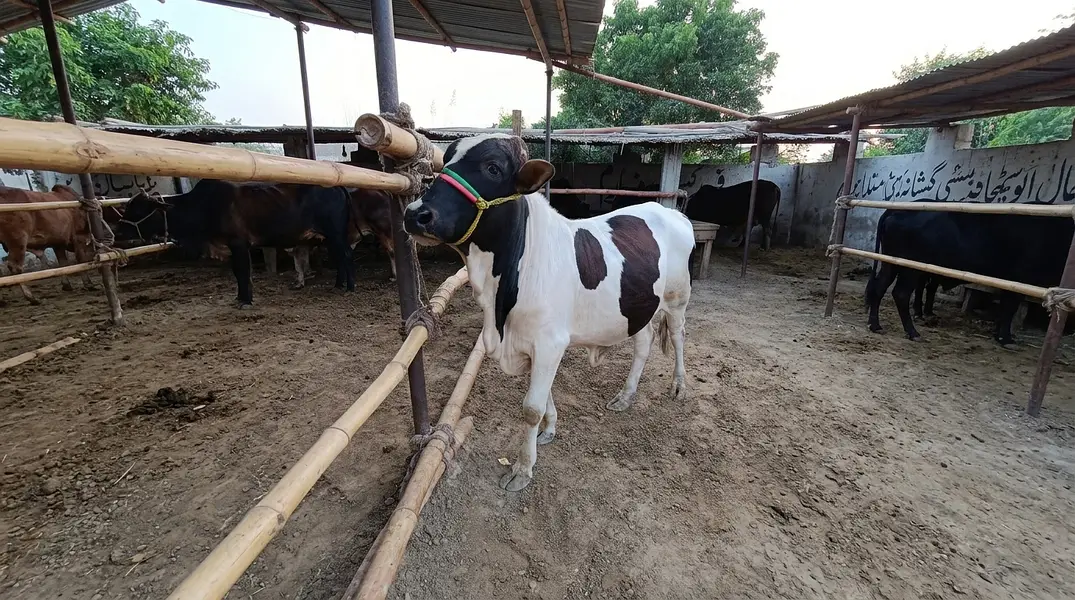 Bachry or bachri for sale — photo 2