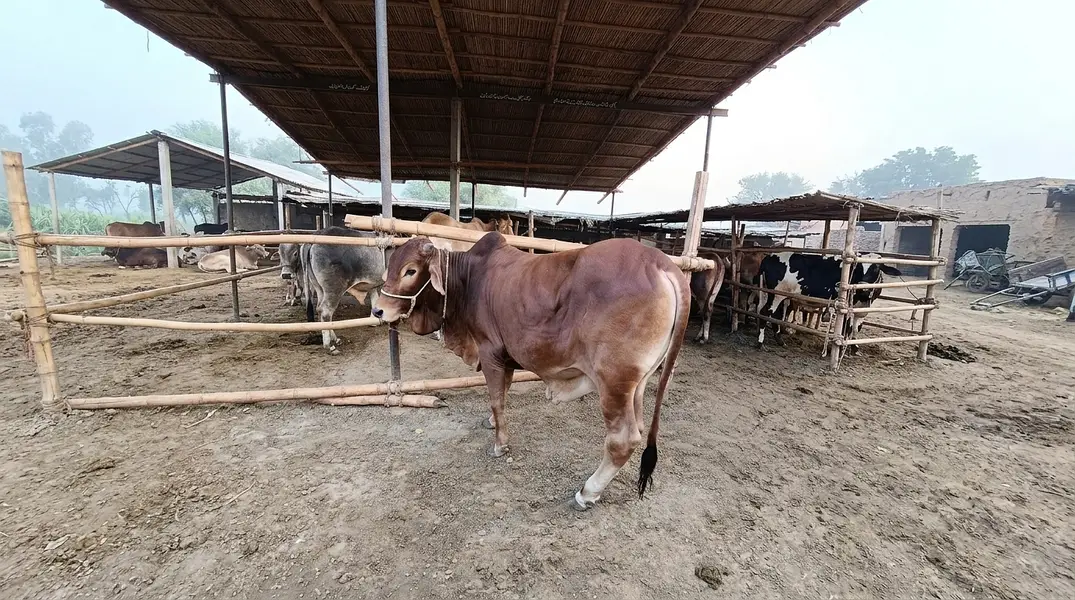 Bachry or bachri for sale — photo 3