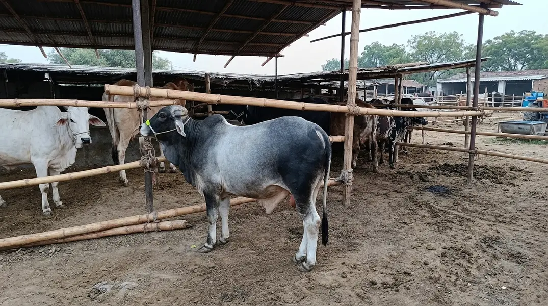 Bachry or bachri for sale — photo 4