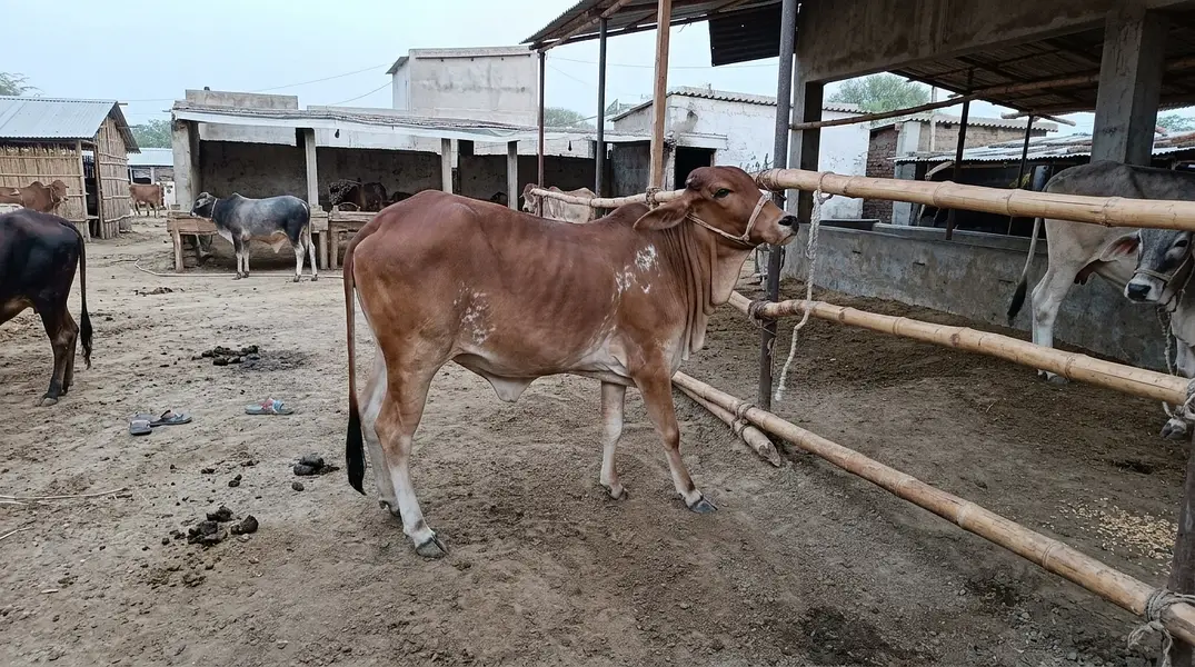 Bachry or bachri for sale — photo 5
