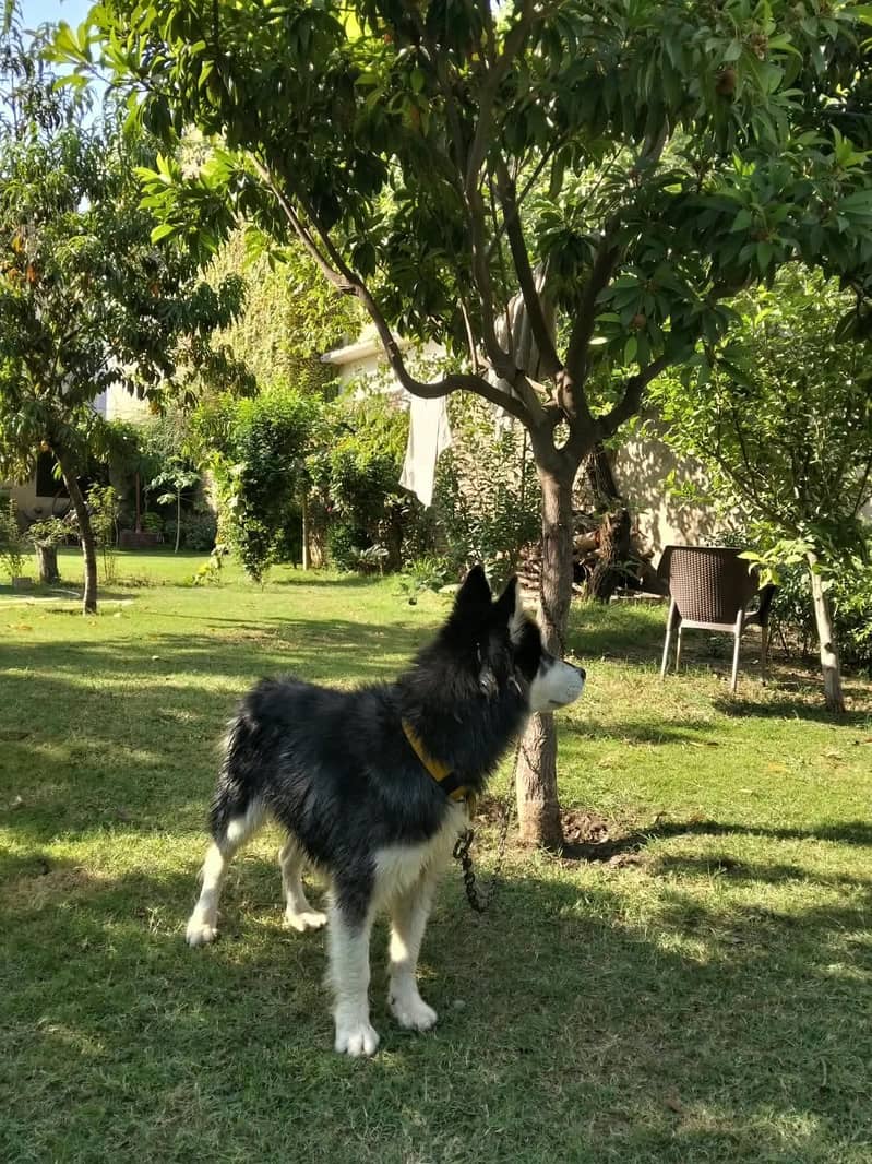 Dog only for stud 1